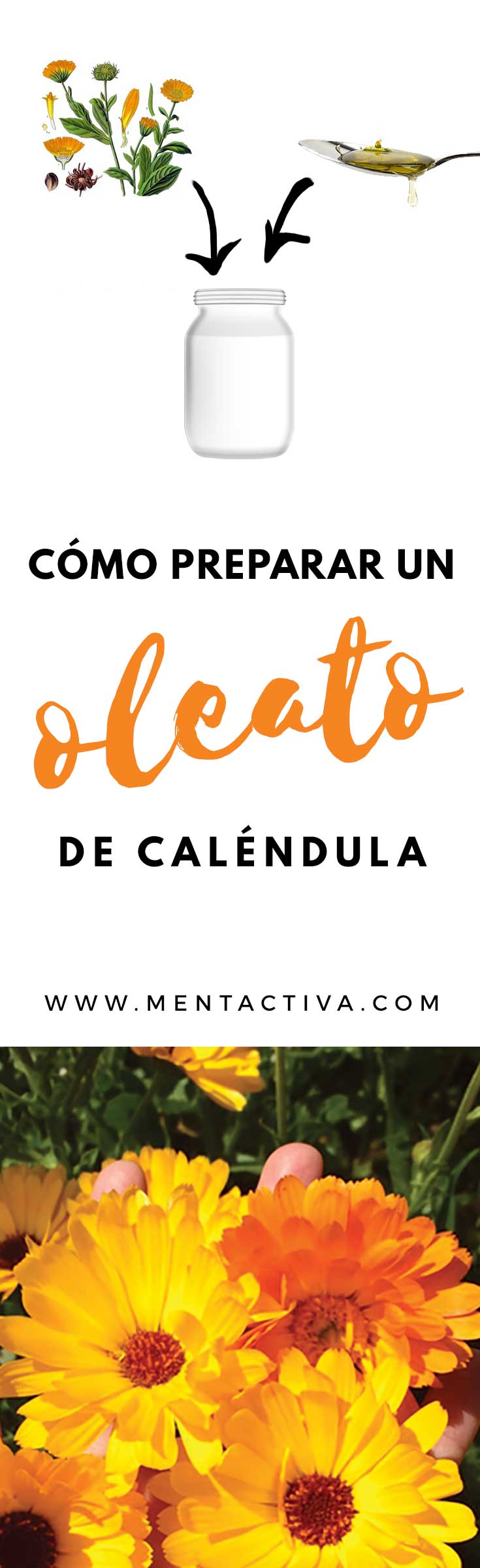 ≫ ¿Cómo preparar un oleato de caléndula? Paso a paso