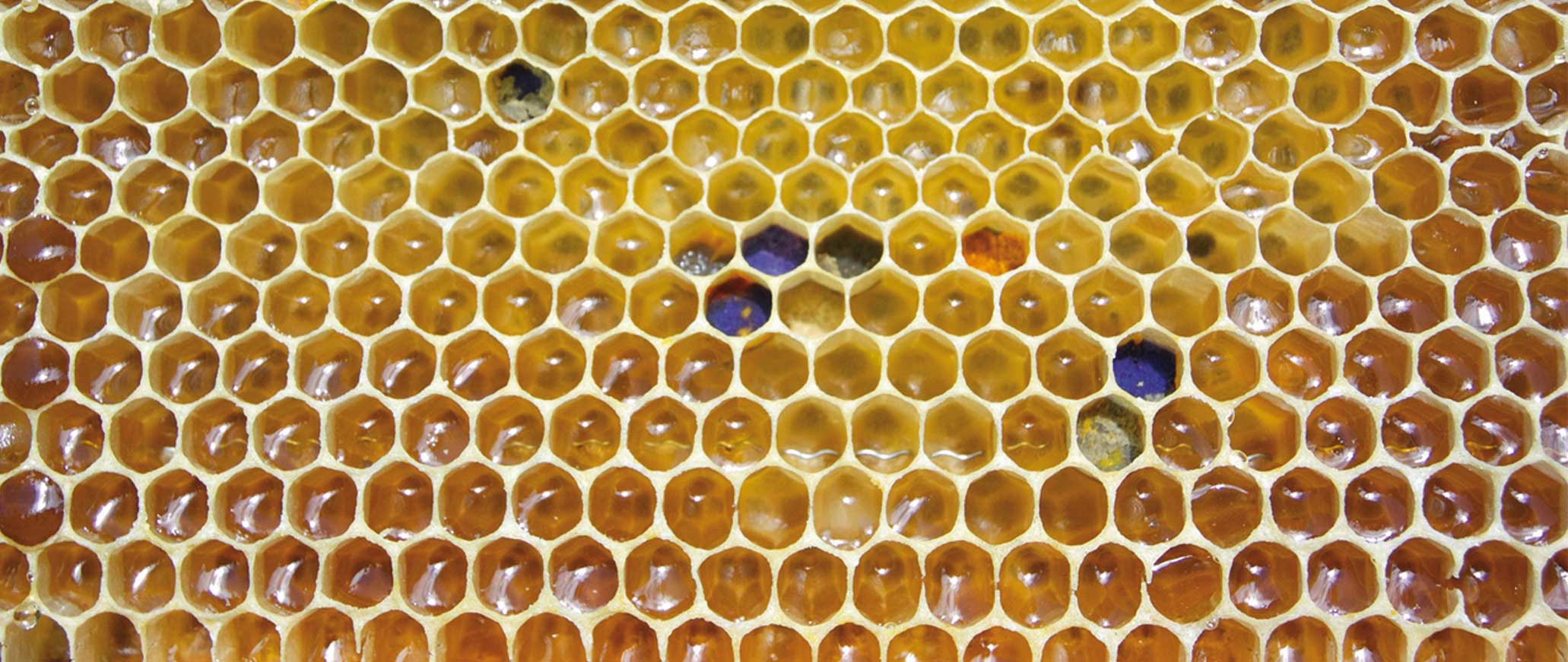 Cera de abeja natural 500 g