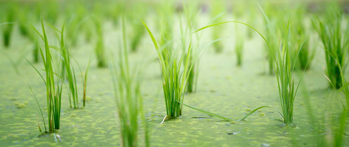 Ceras japonesas de cera de arroz