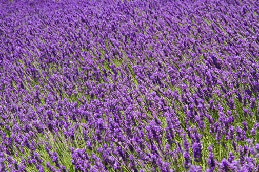 Aceite esencial de lavanda