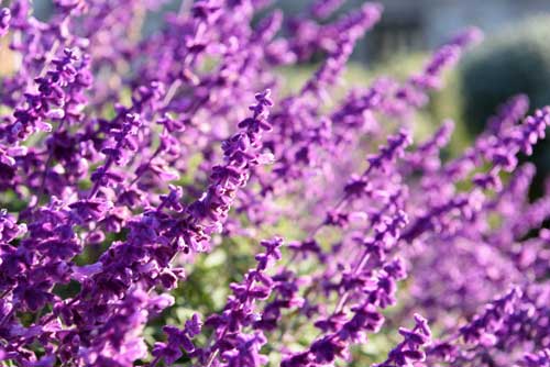 Aceite esencial de lavanda en cosmética