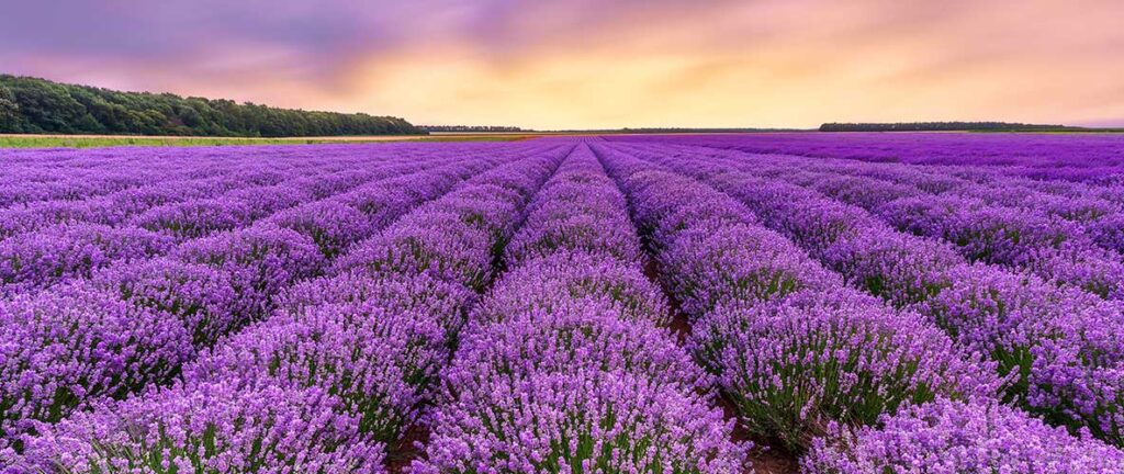 aceite esencial de lavanda en cosmética natural