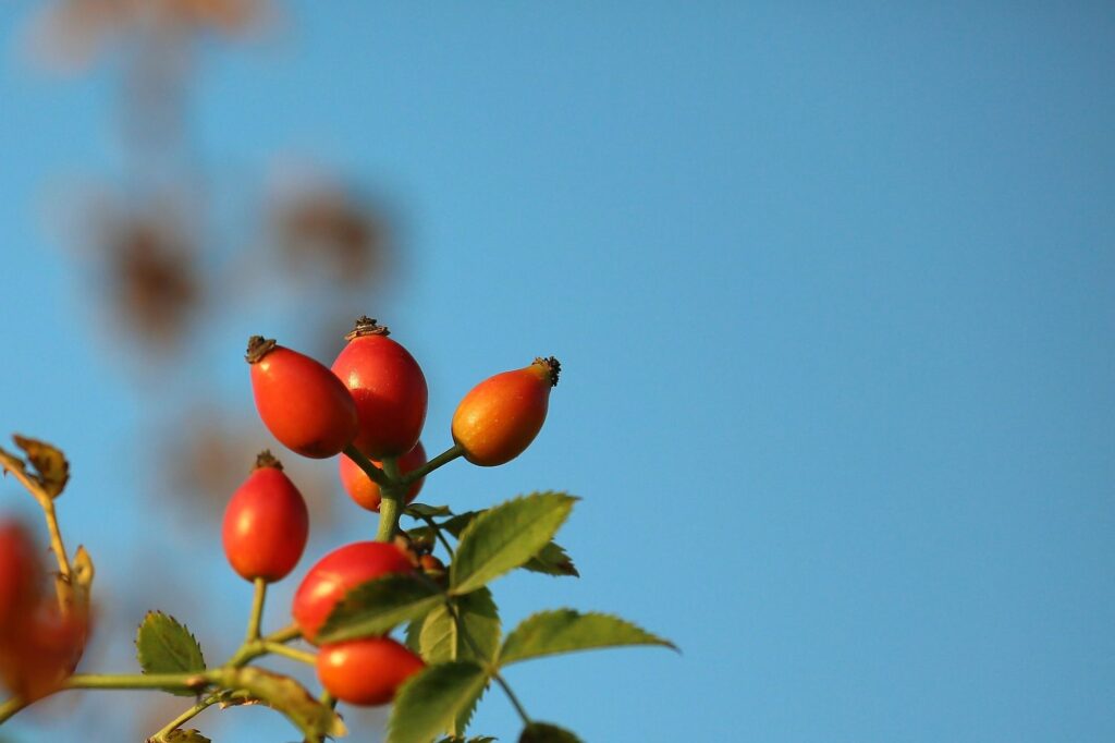 aceite-rosa-mosqueta