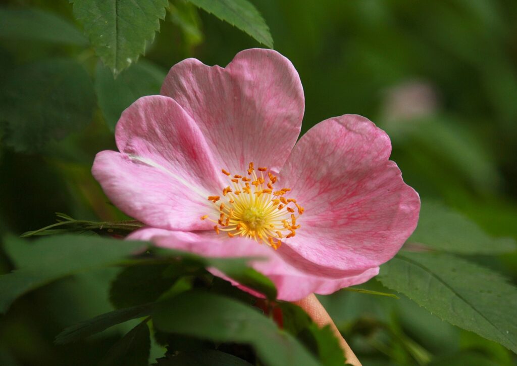 rosa-mosqueta-caracteristicas