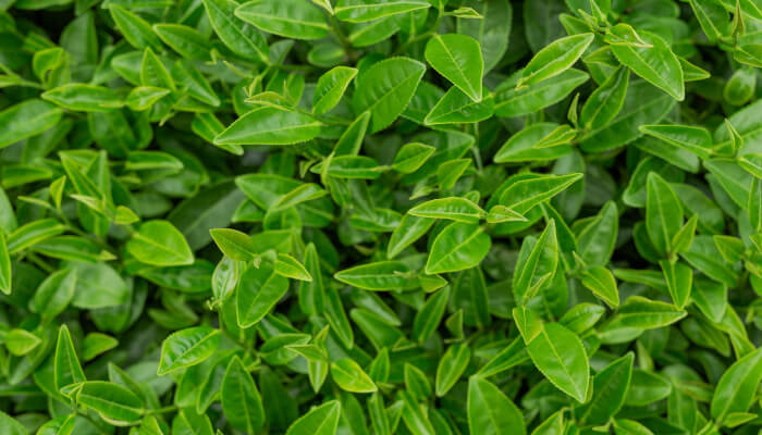 Cosmética coreana_té verde
