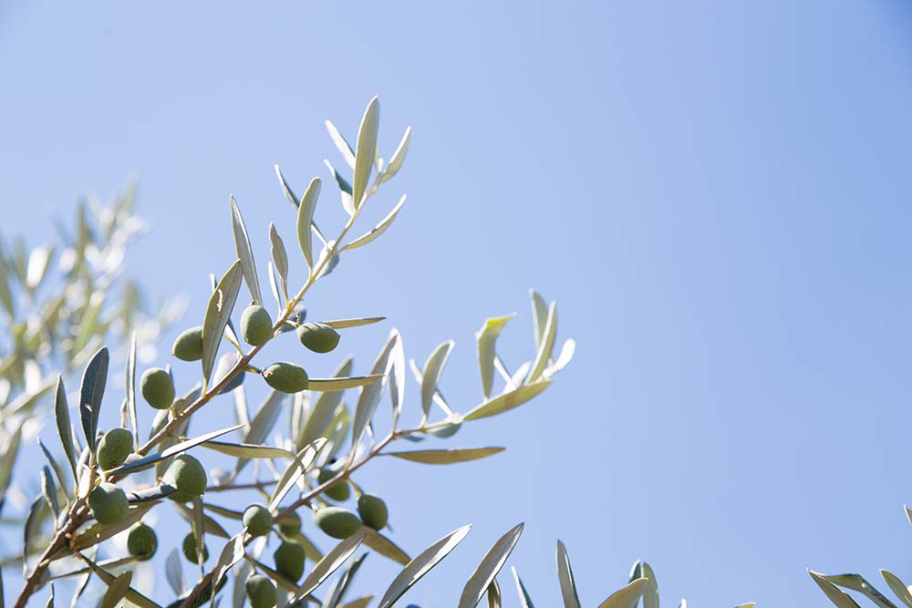 usos del aceite de oliva en cosmética