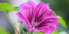 propiedades malva