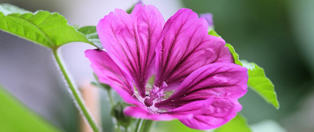 propiedades malva